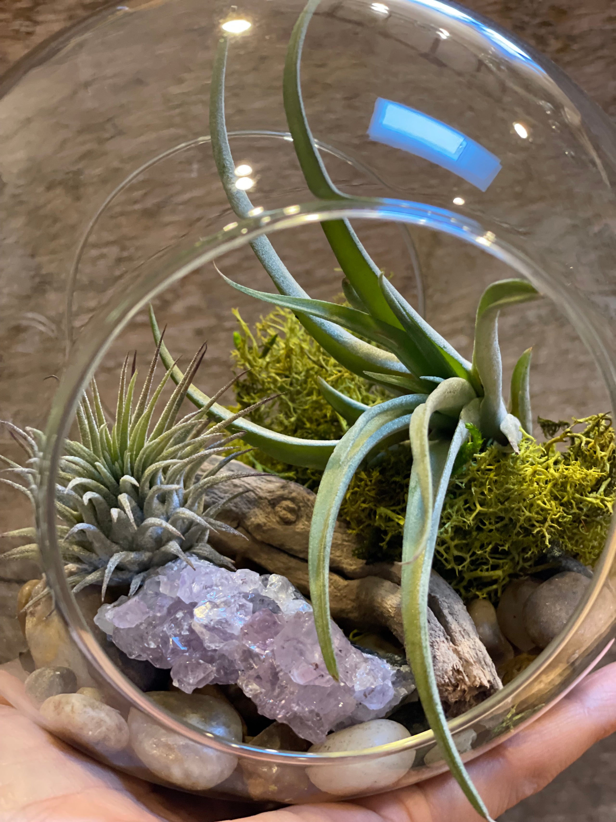DIY Terrarium Succulent Planter Kit  Includes Hoffman Organic Cactus and  Succulent Soil Mix, Orchid Bark, Decorative Rocks, Moss, and  Professional-Grade Charcoal